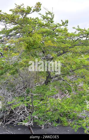 Ñirre oder antarktische Buche (Nothofagus antarctica) ist ein Laubbaum, der im Süden Chiles und Argentiniens beheimatet ist. Dieses Foto wurde in Torres del Paine aufgenommen Stockfoto