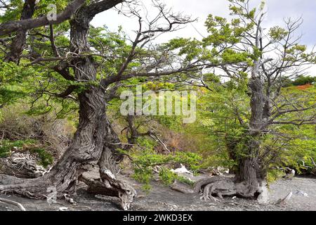 Ñirre oder antarktische Buche (Nothofagus antarctica) ist ein Laubbaum, der im Süden Chiles und Argentiniens beheimatet ist. Dieses Foto wurde in Torres del Paine aufgenommen Stockfoto