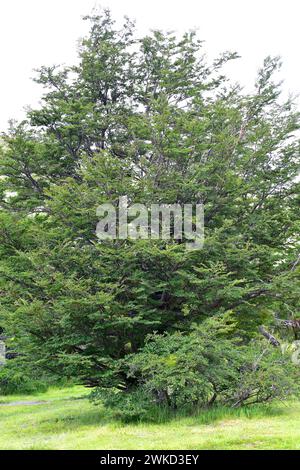 Ñirre oder antarktische Buche (Nothofagus antarctica) ist ein Laubbaum, der im Süden Chiles und Argentiniens beheimatet ist. Dieses Foto wurde in Torres del Paine aufgenommen Stockfoto