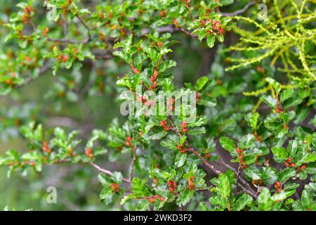 Ñirre oder Antarktische Buche (Nothofagus antarktica) ist ein Laubbaum, der im Süden Chiles und Argentiniens beheimatet ist. Hinterlässt Details. Dieses Foto wurde in in aufgenommen Stockfoto