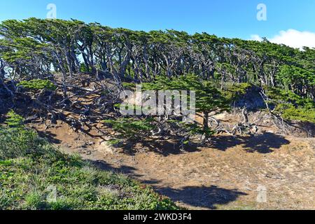 Ñirre oder Antarktische Buche (Nothofagus antarktica) ist ein Laubbaum, der im Süden Chiles und Argentiniens beheimatet ist. Dieses Foto wurde in Magallanes Nation aufgenommen Stockfoto