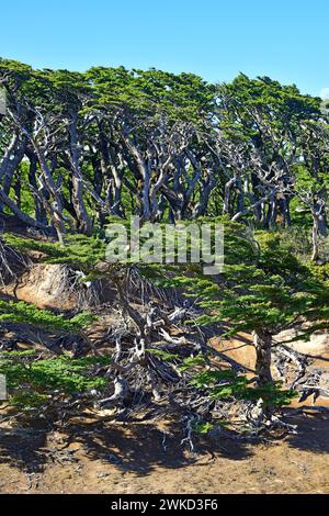 Ñirre oder Antarktische Buche (Nothofagus antarktica) ist ein Laubbaum, der im Süden Chiles und Argentiniens beheimatet ist. Dieses Foto wurde in Magallanes Nation aufgenommen Stockfoto