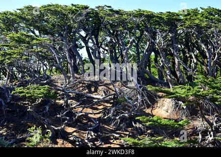 Ñirre oder Antarktische Buche (Nothofagus antarktica) ist ein Laubbaum, der im Süden Chiles und Argentiniens beheimatet ist. Dieses Foto wurde in Magallanes Nation aufgenommen Stockfoto