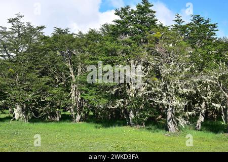 Ñirre oder Antarktische Buche (Nothofagus antarktica) ist ein Laubbaum, der im Süden Chiles und Argentiniens beheimatet ist. Dieses Foto wurde in Magallanes Nation aufgenommen Stockfoto