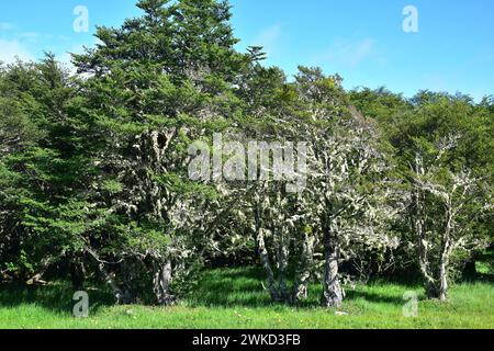 Ñirre oder Antarktische Buche (Nothofagus antarktica) ist ein Laubbaum, der im Süden Chiles und Argentiniens beheimatet ist. Dieses Foto wurde in Magallanes Nation aufgenommen Stockfoto