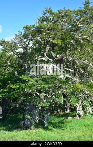Ñirre oder Antarktische Buche (Nothofagus antarktica) ist ein Laubbaum, der im Süden Chiles und Argentiniens beheimatet ist. Dieses Foto wurde in Magallanes Nation aufgenommen Stockfoto