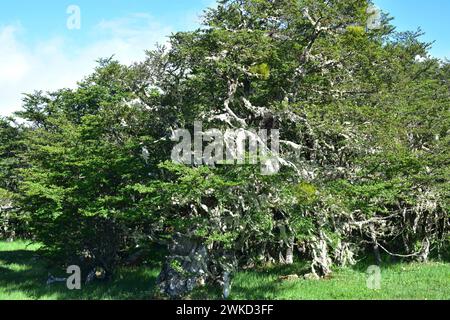 Ñirre oder Antarktische Buche (Nothofagus antarktica) ist ein Laubbaum, der im Süden Chiles und Argentiniens beheimatet ist. Dieses Foto wurde in Magallanes Nation aufgenommen Stockfoto
