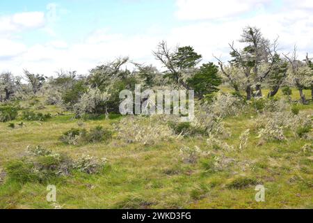 Ñirre oder Antarktische Buche (Nothofagus antarktica) ist ein Laubbaum, der im Süden Chiles und Argentiniens beheimatet ist. Dieses Foto wurde in Patagonien, Ultima, aufgenommen Stockfoto