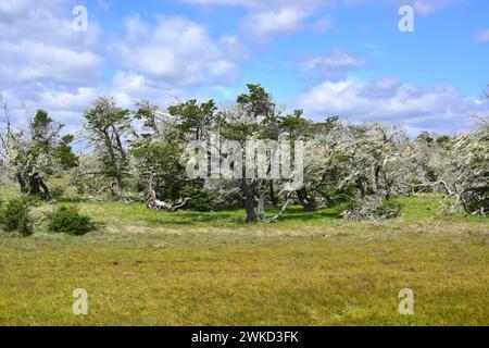 Ñirre oder Antarktische Buche (Nothofagus antarktica) ist ein Laubbaum, der im Süden Chiles und Argentiniens beheimatet ist. Dieses Foto wurde in Patagonien, Ultima, aufgenommen Stockfoto