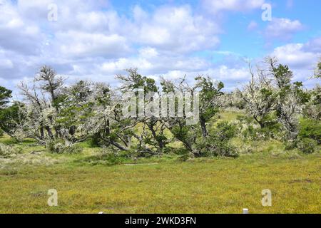 Ñirre oder Antarktische Buche (Nothofagus antarktica) ist ein Laubbaum, der im Süden Chiles und Argentiniens beheimatet ist. Dieses Foto wurde in Patagonien, Ultima, aufgenommen Stockfoto