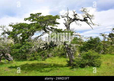 Ñirre oder Antarktische Buche (Nothofagus antarktica) ist ein Laubbaum, der im Süden Chiles und Argentiniens beheimatet ist. Dieses Foto wurde in der Nähe von Puerto Natales aufgenommen. Stockfoto
