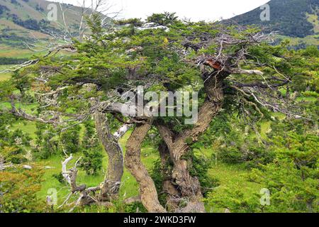 Ñirre oder Antarktische Buche (Nothofagus antarktica) ist ein Laubbaum, der im Süden Chiles und Argentiniens beheimatet ist. Dieses Foto wurde in der Nähe von Puerto Natales aufgenommen. Stockfoto