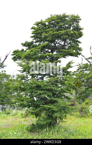 Ñirre oder Antarktische Buche (Nothofagus antarktica) ist ein Laubbaum, der im Süden Chiles und Argentiniens beheimatet ist. Dieses Foto wurde in der Nähe von Punta Arenas, P, aufgenommen Stockfoto