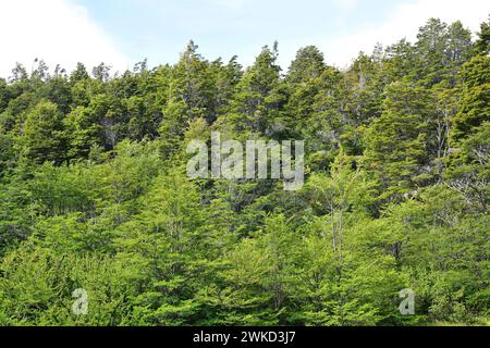 Coihue oder coigüe de Magallanes oder Magellan Buche (Nothofagus betuloides) ist ein immergrüner Baum, der in Zentral- und Südchile sowie Argentinien an endemisch ist Stockfoto