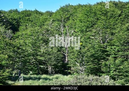 Coihue oder coigüe de Magallanes oder Magellan Buche (Nothofagus betuloides) ist ein immergrüner Baum, der in Zentral- und Südchile sowie Argentinien an endemisch ist Stockfoto