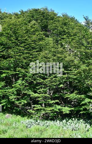 Coihue oder coigüe de Magallanes oder Magellan Buche (Nothofagus betuloides) ist ein immergrüner Baum, der in Zentral- und Südchile sowie Argentinien an endemisch ist Stockfoto