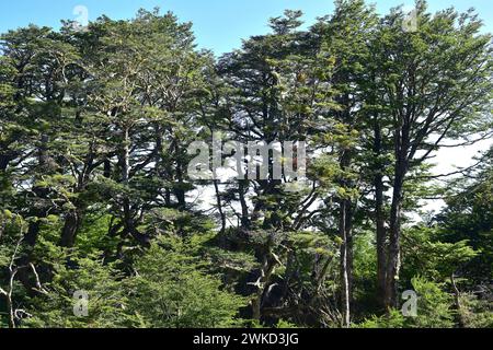 Coihue oder coigüe de Magallanes oder Magellan Buche (Nothofagus betuloides) ist ein immergrüner Baum, der in Zentral- und Südchile sowie Argentinien an endemisch ist Stockfoto