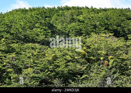 Coihue oder coigüe de Magallanes oder Magellan Buche (Nothofagus betuloides) ist ein immergrüner Baum, der in Zentral- und Südchile sowie Argentinien an endemisch ist Stockfoto