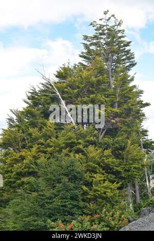 Coihue oder coigüe de Magallanes oder Magellan Buche (Nothofagus betuloides) ist ein immergrüner Baum, der in Zentral- und Südchile sowie Argentinien an endemisch ist Stockfoto