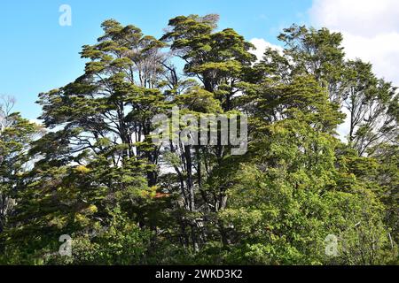 Coihue oder coigüe de Magallanes oder Magellan Buche (Nothofagus betuloides) ist ein immergrüner Baum, der in Zentral- und Südchile sowie Argentinien an endemisch ist Stockfoto