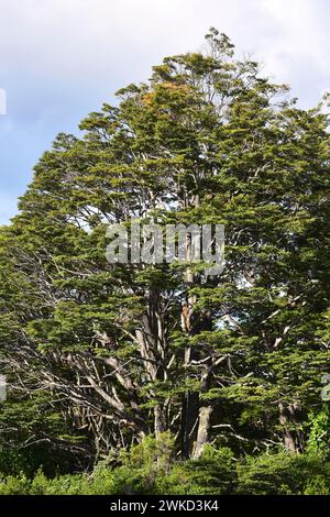 Coihue oder coigüe de Magallanes oder Magellan Buche (Nothofagus betuloides) ist ein immergrüner Baum, der in Zentral- und Südchile sowie Argentinien an endemisch ist Stockfoto