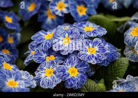 Primula Acaulis, Zebra Blue Flower by Flower Auction Plantion in Ede Holland.vvbvanbree fotografie. Stockfoto