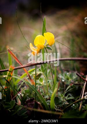 Lotus corniculatus; gemeiner Vogelfuß-Trefoil durch Blumenauktion Plantion in Ede Holland, vvbvanbree fotografie Stockfoto