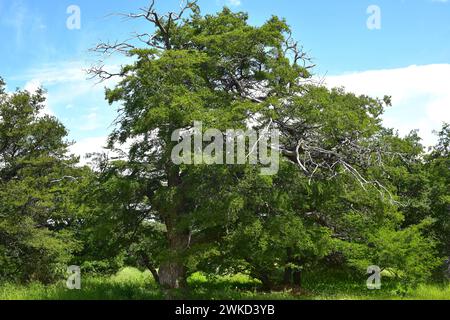 Lenga, haya austral oder Long Buche (Nothofagus pumilio) ist ein Laubbaum, der in den südlichen Anden Chiles und Argentiniens beheimatet ist. Dieses Foto wurde in T aufgenommen Stockfoto