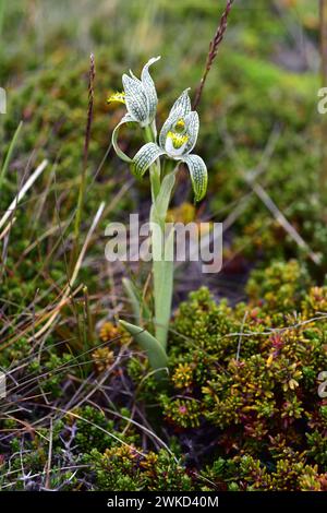 Die Porzellanorchidee (Chloraea magellanica oder Asarca magellanica) ist ein mehrjähriges Kraut, das in den südlichen Anden aus Argentinien und Chile heimisch ist. Dieses Foto war ta Stockfoto