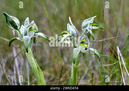 Die Porzellanorchidee (Chloraea magellanica oder Asarca magellanica) ist ein mehrjähriges Kraut, das in den südlichen Anden aus Argentinien und Chile heimisch ist. Dieses Foto war ta Stockfoto