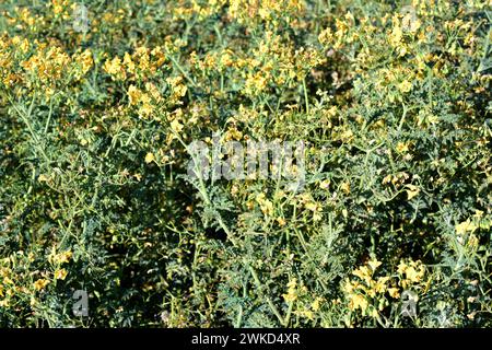 Tomatillo (Solanum chilense oder Lycopersicon chilense) ist ein mehrjähriges Kraut, das in den Anden Chiles und Perus beheimatet ist. Dieses Foto wurde in Lauca N aufgenommen Stockfoto