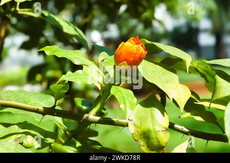 Eine in feuchten Wäldern heimische Blattkaktusart mit großen rosenartigen orange-roten Blüten wird Leuenbergeria bleo sin genannt. Pereskia bleo. Der Seven S Stockfoto