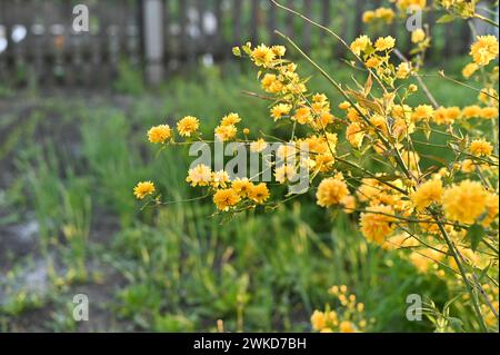 Gelbe Blüten der japanischen Kerria blühen im Garten. Japanische Rosen Stockfoto