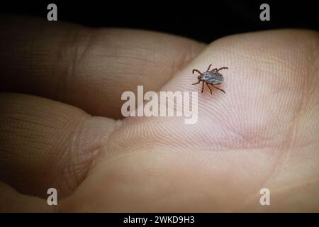 Stuttgart, Deutschland. Februar 2024. Ein Mitglied der Parasitologischen Abteilung der Universität Hohenheim zeigt in einem Labor eine farbige Zecke (Dermacentor reticulatus). Experten erläutern den aktuellen Forschungsstand in einer Online-Pressemitteilung zum Süddeutschen Tick-Kongress. Aufgrund des anhaltend milden Wetters haben Zecken den Winter gut in diesem Land überstanden und sind bereits sehr aktiv. Quelle: Marijan Murat/dpa/Alamy Live News Stockfoto