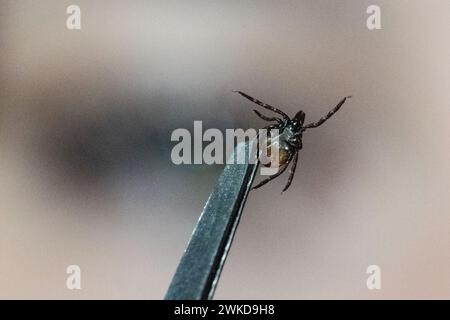 Stuttgart, Deutschland. Februar 2024. Ein Mitglied der parasitologischen Abteilung der Universität Hohenheim zeigt in einem Labor eine gewöhnliche Holzzecke (Ixodes ricinus). Experten erläutern den aktuellen Forschungsstand in einer Online-Pressemitteilung zum Süddeutschen Tick-Kongress. Aufgrund des anhaltend milden Wetters haben Zecken den Winter gut in diesem Land überstanden und sind bereits sehr aktiv. Quelle: Marijan Murat/dpa/Alamy Live News Stockfoto