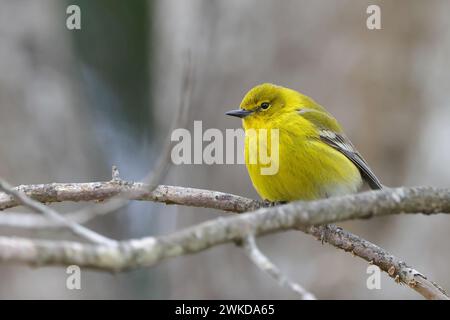 Ein gelber Gratler, der auf einem Baumzweig sitzt Stockfoto