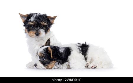 Niedliches Duo von Biewer Terrier Hündchen, sitzen und liegen zusammen. Einer blickt zur Kamera, einer zur Seite. Isoliert auf weißem Hintergrund. Stockfoto