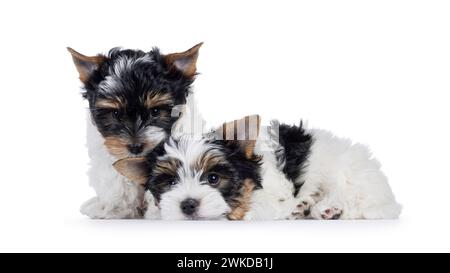 Niedliches Duo von Biewer Terrier Hündchen, sitzen und liegen zusammen. Blick auf die Kamera. Isoliert auf weißem Hintergrund. Stockfoto