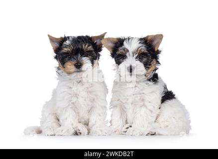 Niedliches Duo von Biewer Terrier Hündchen, die nebeneinander sitzen und in Richtung Kamera schauen. Isoliert auf weißem Hintergrund. Stockfoto