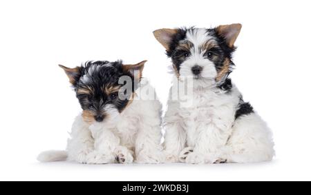 Niedliches Duo von Biewer Terrier Hündchen, die nebeneinander sitzen und in Richtung Kamera schauen. Isoliert auf weißem Hintergrund. Stockfoto