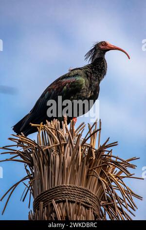 Northern Glatze ibis steht allein. Das Gefieder ist schwarz, mit bronzegrünem und violettem Schillern, einer schroffen Rüsche am Hinterhals des Vogels, Stockfoto