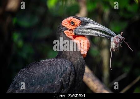 Der südliche Erdhornschnabel (Bucorvus leadbeateri) mit weißer Maus im Schnabel. Sie kommt ausschließlich in Afrika vor Stockfoto