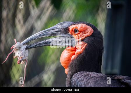 Der südliche Erdhornschnabel (Bucorvus leadbeateri) mit weißer Maus im Schnabel. Sie kommt ausschließlich in Afrika vor Stockfoto