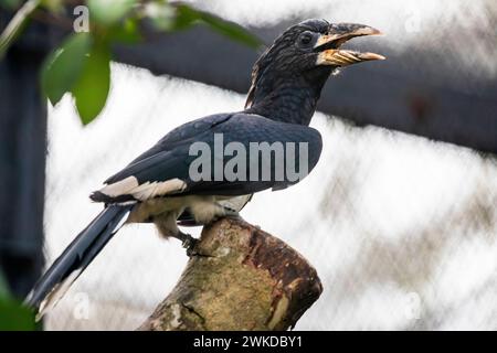 Der Bycanistes fistulator ist ein Vogel aus der Familie der Nashornvögel. Diese Schwarzweiß-Art kommt in feuchten Wäldern und Zweitwachstum vor Stockfoto