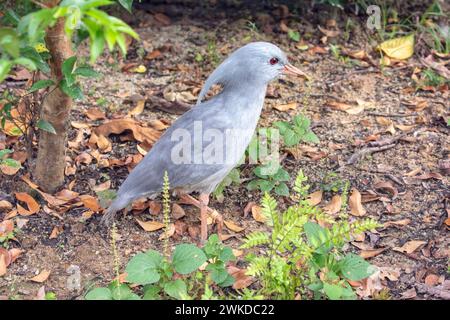 Das Nahaufnahme-Bild von Kagu. Er ist ein Kammvogel, langbeinig und bläulich-grauer Vogel, der in den dichten Bergwäldern Neukaledoniens endemisch ist. Stockfoto