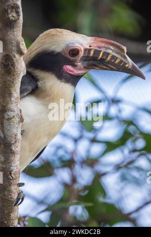 Der Luzon-Hornvogel (Penelopides manillae) ist eine Art von Hornvogel aus der Familie der Bucerotidae. Sie ist endemisch in den Wäldern von Luzon und den nahegelegenen Inseln Stockfoto