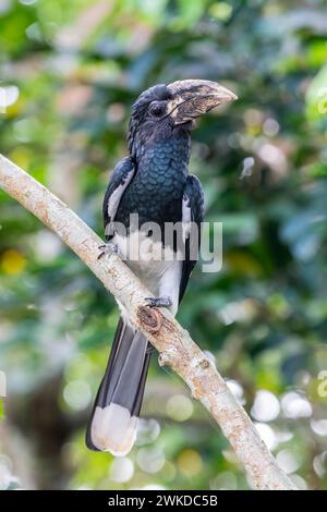 Der Bycanistes fistulator ist ein Vogel aus der Familie der Nashornvögel. Diese Schwarzweiß-Art kommt in feuchten Wäldern und Zweitwachstum vor Stockfoto