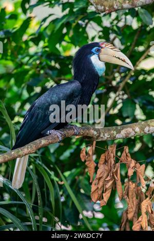 The female Blyth's hornbill (Rhyticeros plicatus) is a large hornbill inhabiting the forest canopy in Wallacea and Melanesia. Stock Photo