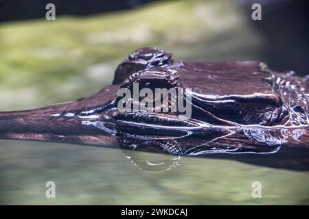 Das Auge des juvenilen Falschgharial. Ein Süßwasserkrokodil aus Malaysia, Borneo, Sumatra und Java. Es ist dunkelrotbraun Stockfoto