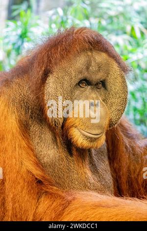 Nahaufnahme eines erwachsenen männlichen „Charlie“ Sumatran-Orang-Utans (Pongo abelii). Nur im Norden der indonesischen Insel Sumatra gefunden. Stockfoto